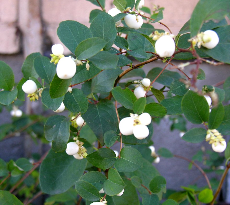 Baltauogė meškytė (Symphoricarpos albus)
Fam. Caprifoliaceae

Foto: Algirdas, 2005 m. spalio 28 d., Lietuva