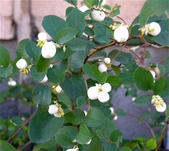 Baltauogė meškytė (Symphoricarpos albus)
Fam. Caprifoliaceae

Foto: Algirdas, 2005 m. spalio 28 d., Lietuva