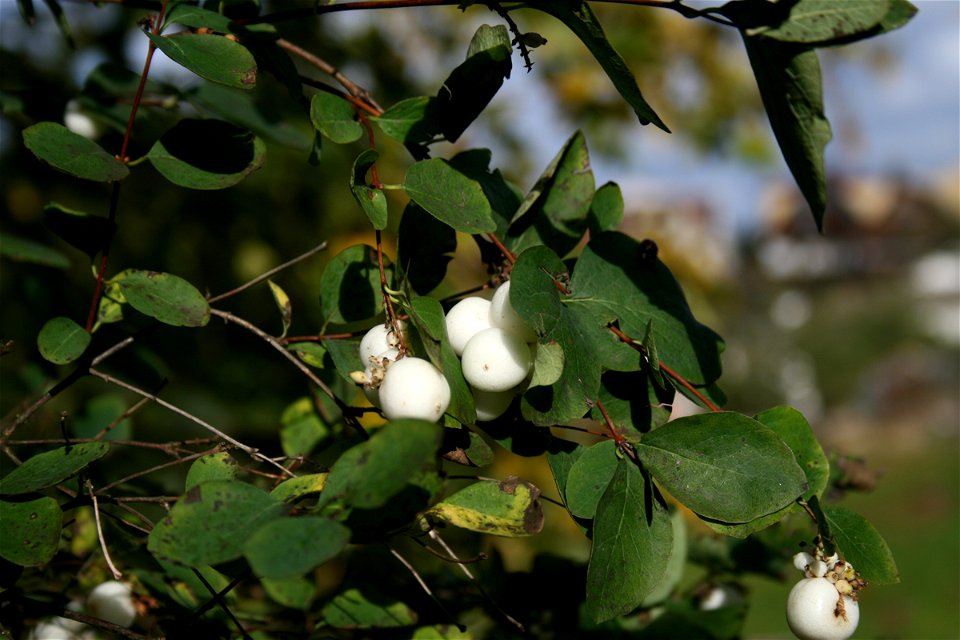 Symphoricarpos albus, east Bohemia, Europe
Pámelník bílý, Jaroměř, východní Čechy
Date=October 2007

Author=Karelj