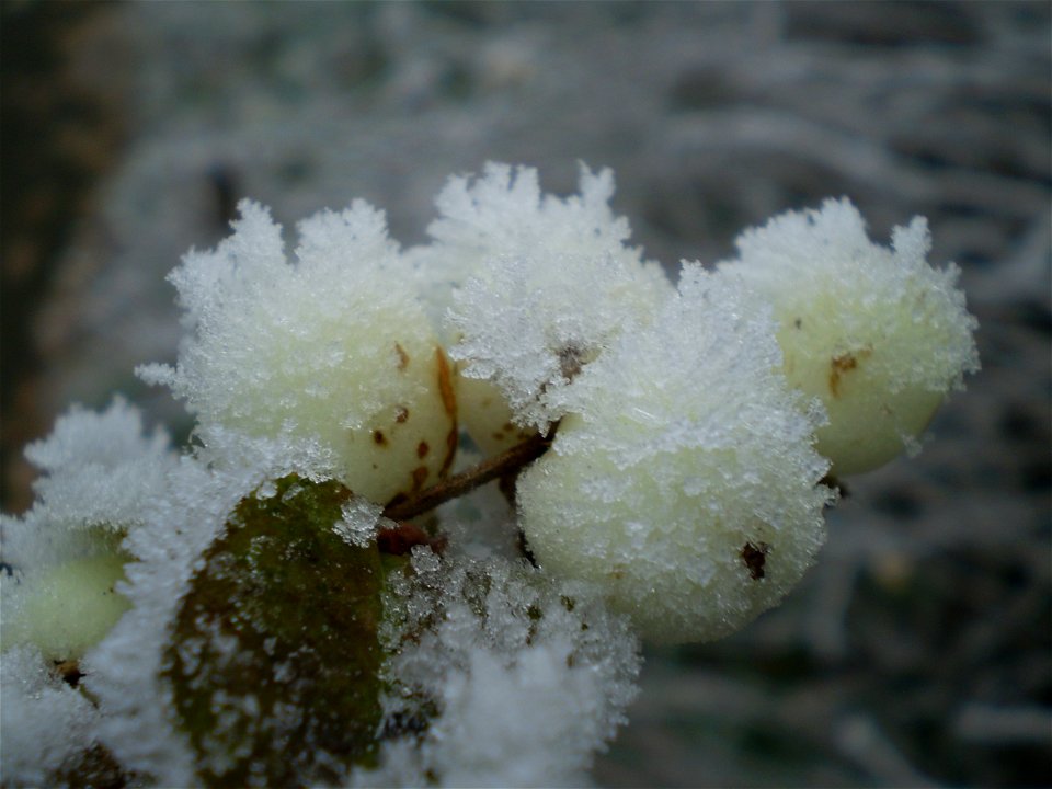 Symphorycarpos albus laevigata sneeuwbes