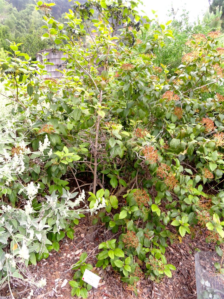 Viburnum tinus specimen in the University of California Botanical Garden, Berkeley, California, USA.