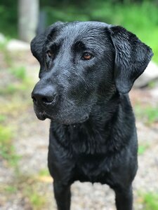 Dog labrador purebred photo
