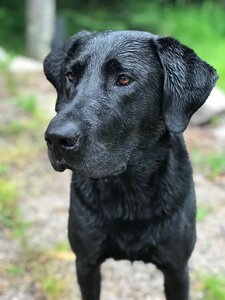 Dog labrador purebred