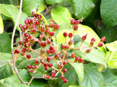 Viburnum tinus specimen in the University of California Botanical Garden, Berkeley, California, USA.