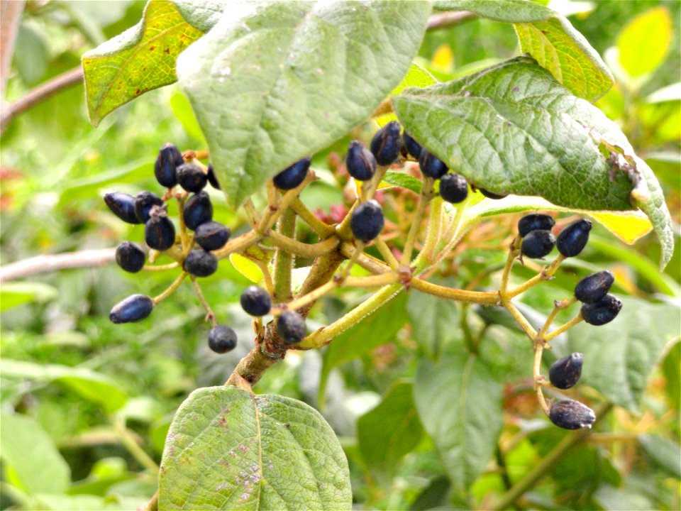 Viburnum tinus specimen in the University of California Botanical Garden, Berkeley, California, USA.