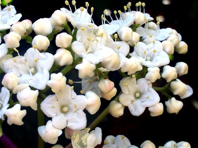 Viburnum tinus flowers close up, Sierra Madrona, Spain