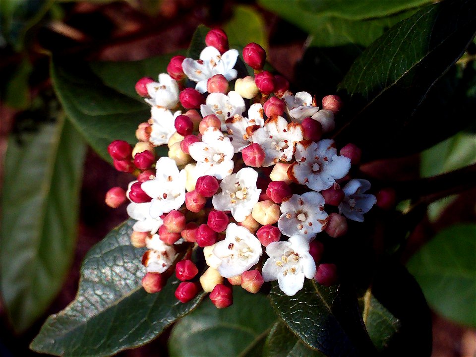 Viburnum tinus Flowers close up  Dehesa Boyal de Puertollano, Spain