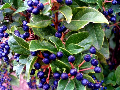 Viburnum tinus fruits Dehesa Boyal de Puertollano, Spain photo