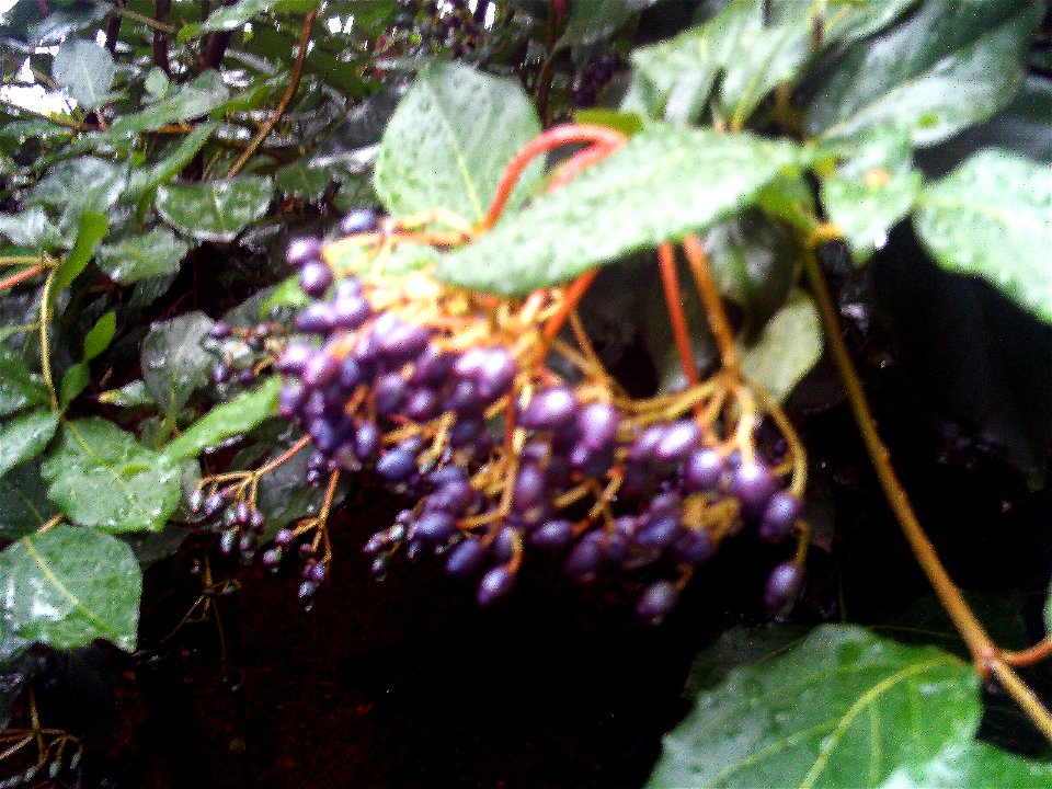 Viburnum tinus fruits, Sierra Madrona, Spain