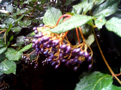 Viburnum tinus fruits, Sierra Madrona, Spain photo