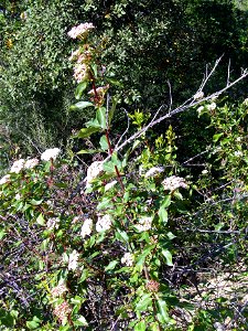 Viburnum tinus habit, Sierra Madrona, Spain photo