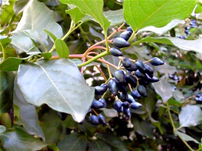 Viburnum tinus fruits, Sierra Madrona, Spain photo