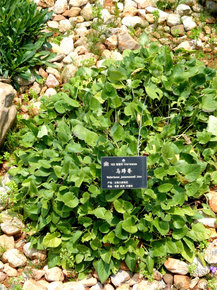 Plant specimen in the Kunming Botanical Garden, Kunming, Yunnan, China.