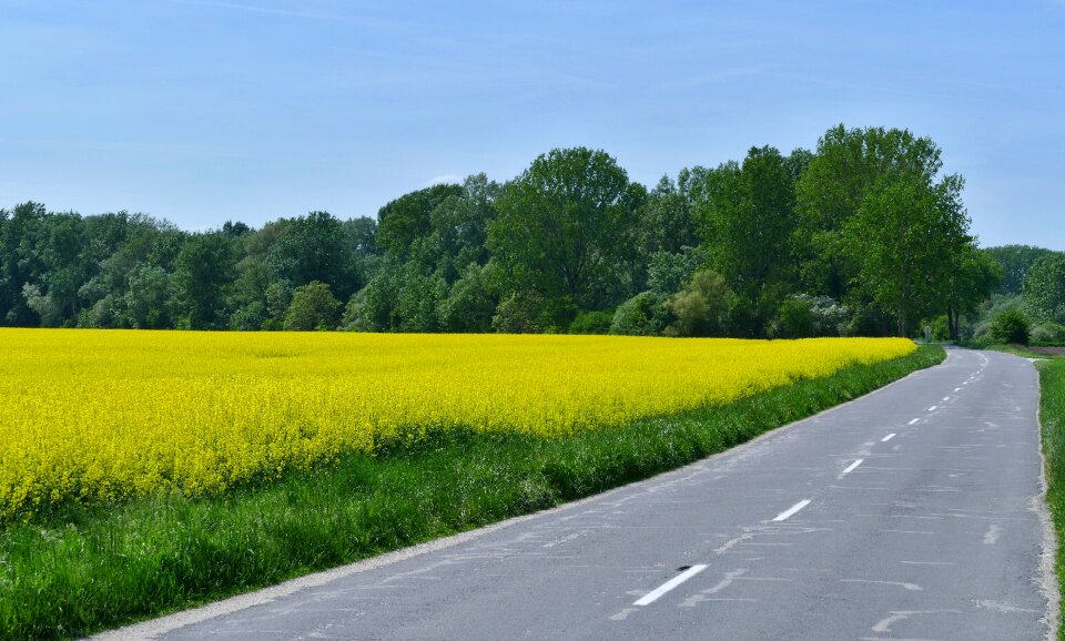 Colza rape agriculture
