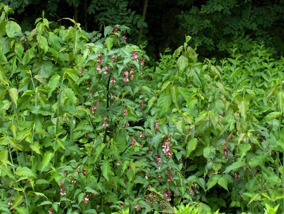Leycesteria formosa