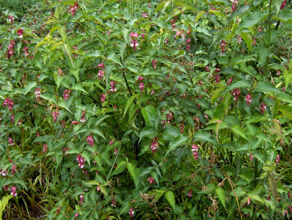 Leycesteria formosa