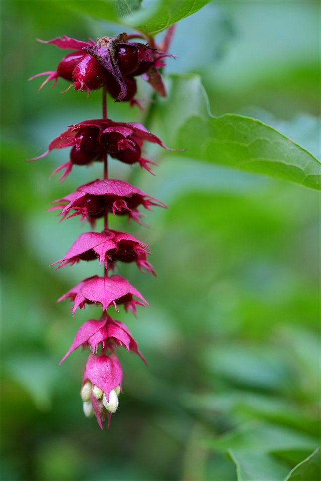 Himalayan Honeysuckle inflorescence, about 12 centimetres (5 in) long.