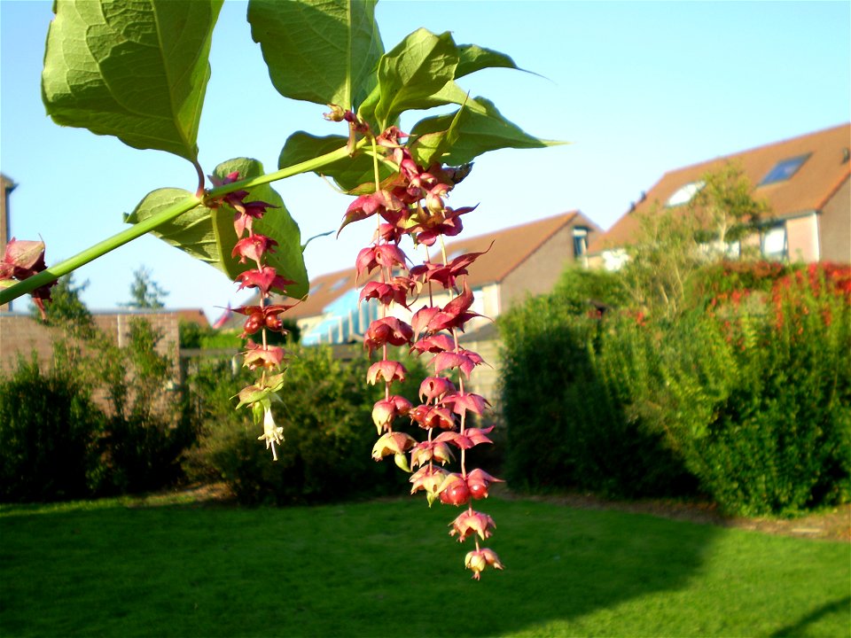 Leycesteria formosa