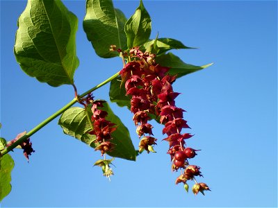 Leycesteria formosa