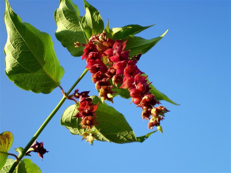 Leycesteria formosa