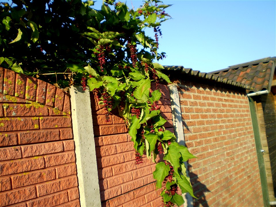 Leycesteria formosa