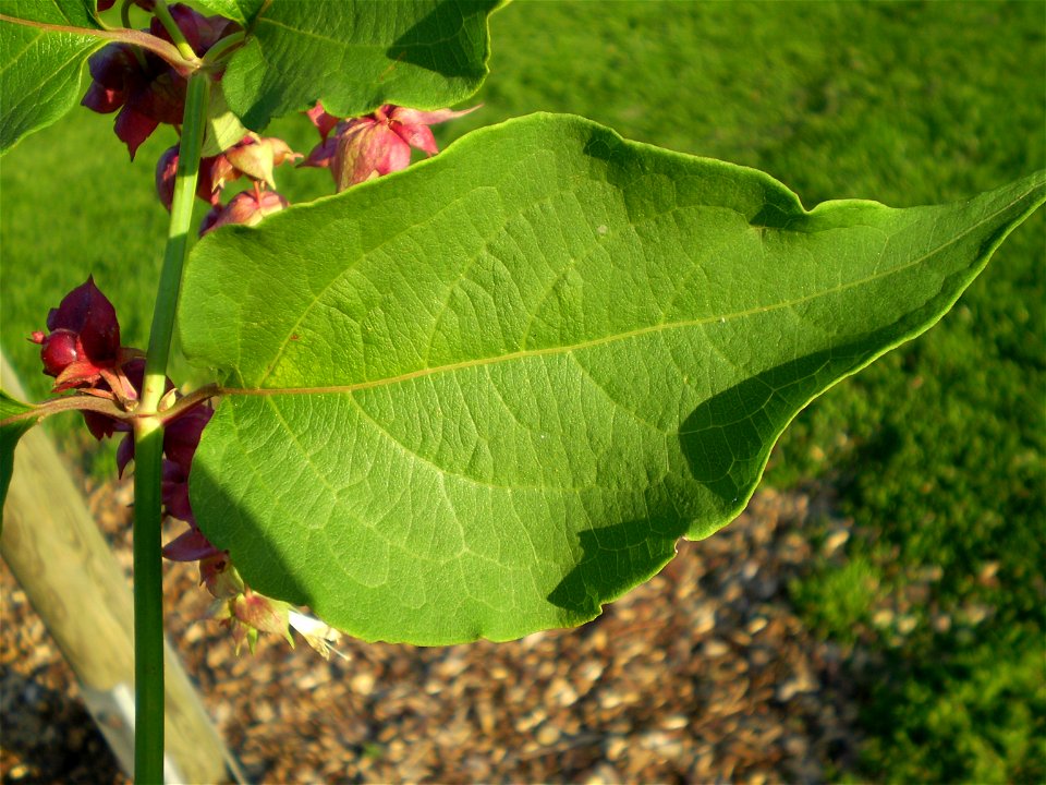 Leycesteria formosa