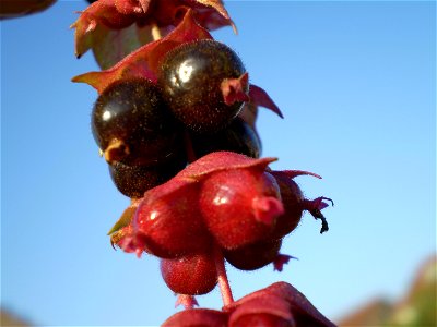 Leycesteria formosa