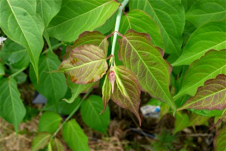 Leaves of Leycesteria formosa. This photo has been taken in Belgium.