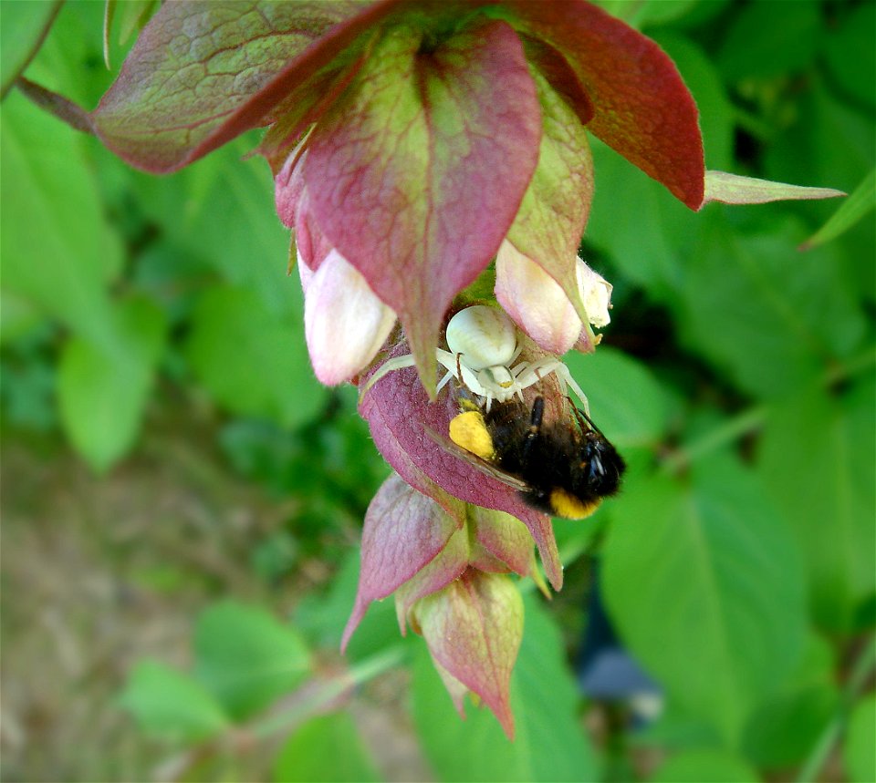 Crab spider on Leycesteria formosa