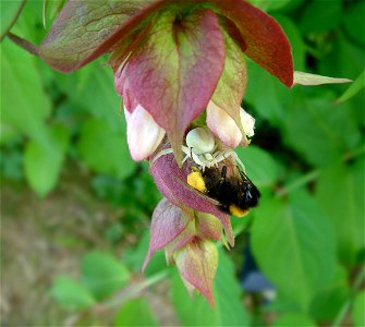 Crab spider on Leycesteria formosa