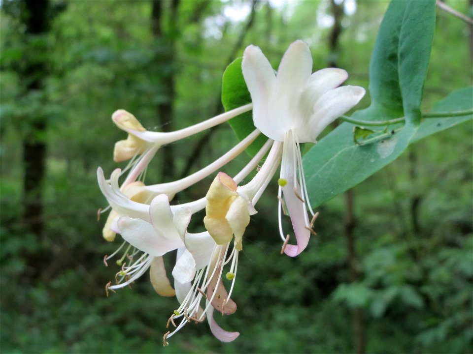Waldgeißblatt (Lonicera periclymenum) im Landschaftsschutzgebiet Schwetzinger Schloßgarten und Umgebung