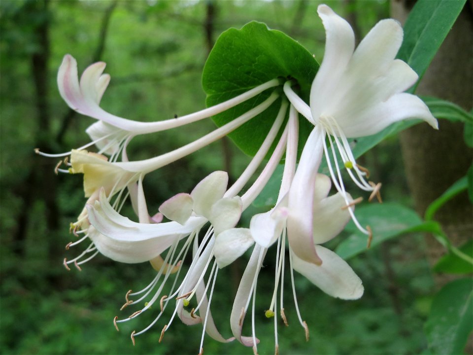 Waldgeißblatt (Lonicera periclymenum) im Landschaftsschutzgebiet Schwetzinger Schloßgarten und Umgebung