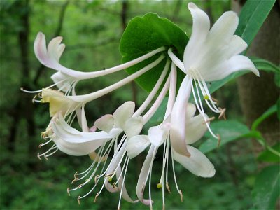 Waldgeißblatt (Lonicera periclymenum) im Landschaftsschutzgebiet Schwetzinger Schloßgarten und Umgebung