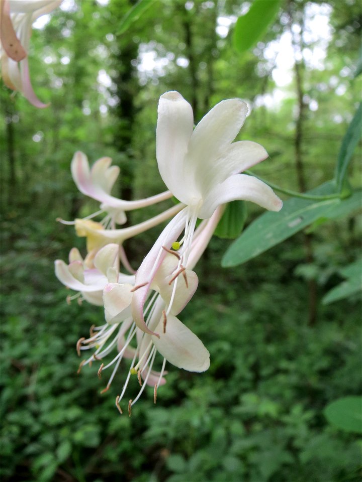 Waldgeißblatt (Lonicera periclymenum) im Landschaftsschutzgebiet Schwetzinger Schloßgarten und Umgebung