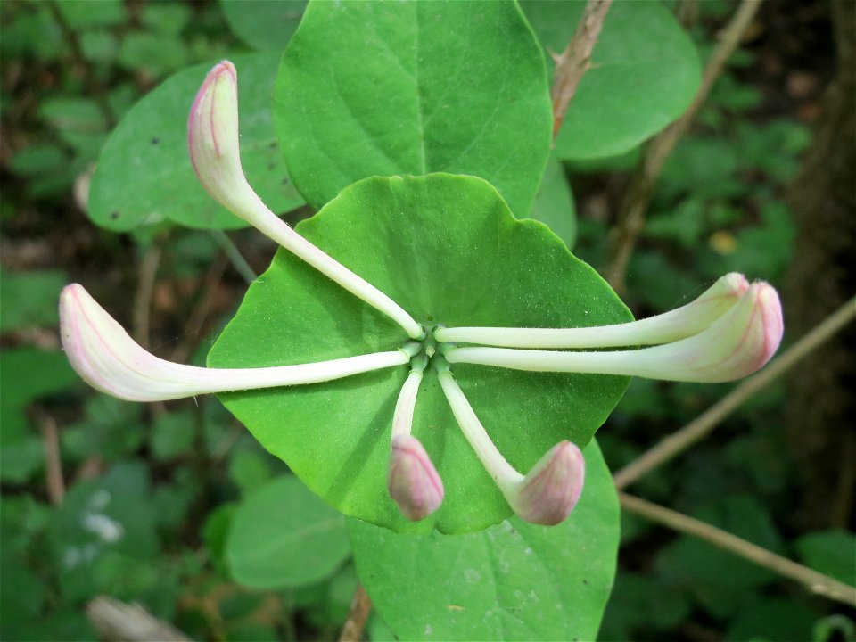 Waldgeißblatt (Lonicera periclymenum) im Landschaftsschutzgebiet Schwetzinger Schloßgarten und Umgebung