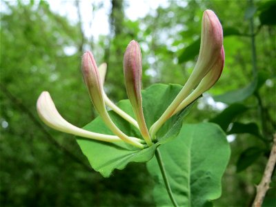 Waldgeißblatt (Lonicera periclymenum) im Landschaftsschutzgebiet Schwetzinger Schloßgarten und Umgebung