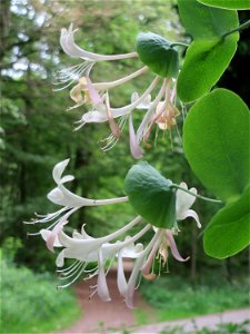 Waldgeißblatt (Lonicera periclymenum) im Landschaftsschutzgebiet Schwetzinger Schloßgarten und Umgebung