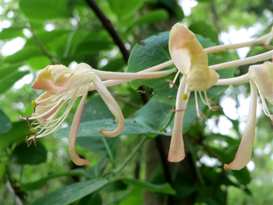 Waldgeißblatt (Lonicera periclymenum) im Landschaftsschutzgebiet Schwetzinger Schloßgarten und Umgebung