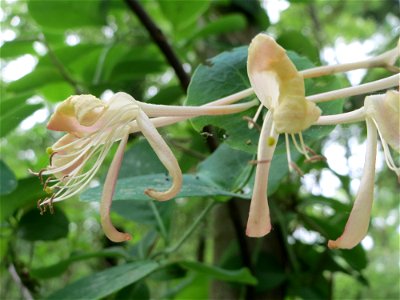 Waldgeißblatt (Lonicera periclymenum) im Landschaftsschutzgebiet Schwetzinger Schloßgarten und Umgebung