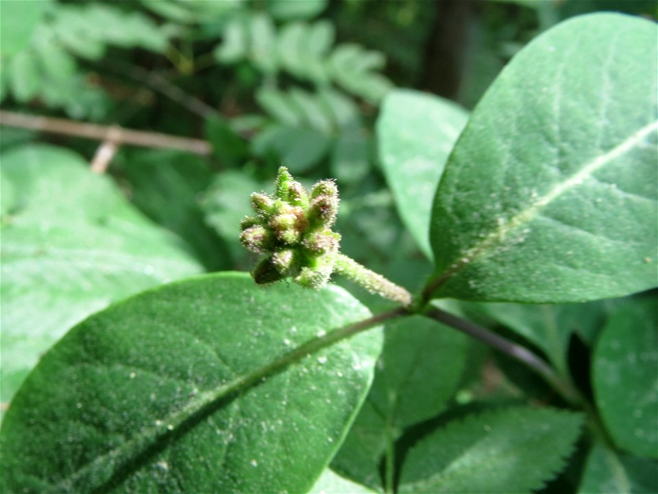 Waldgeißblatt (Lonicera periclymenum) im Schwetzinger Hardt