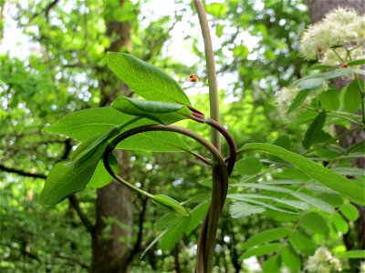 Waldgeißblatt (Lonicera periclymenum) im Schwetzinger Hardt