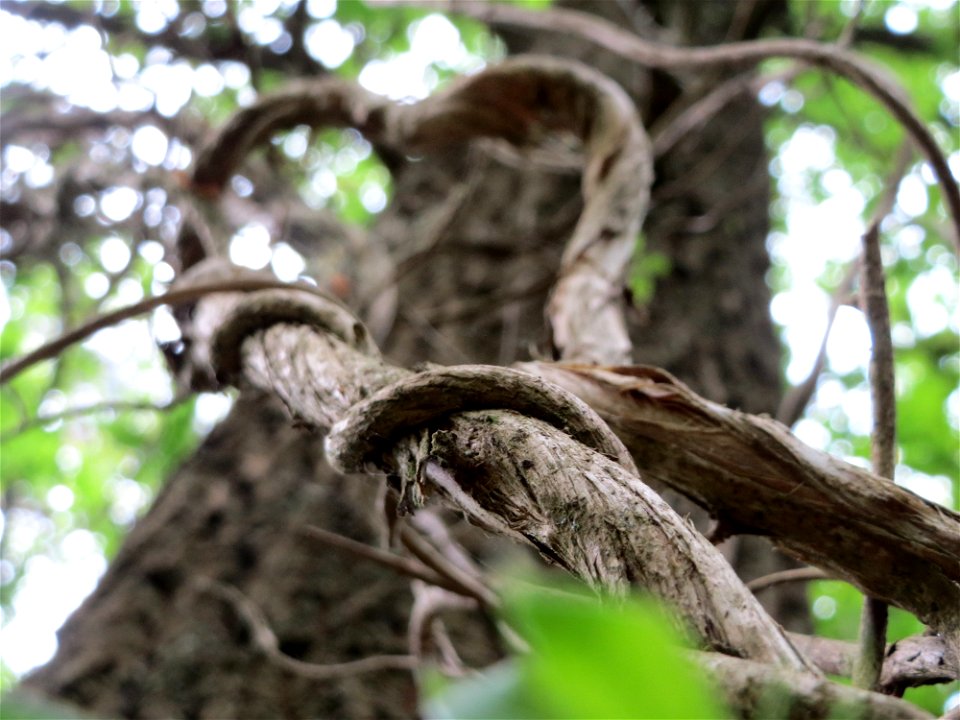 Waldgeißblatt (Lonicera periclymenum) im Schwetzinger Hardt