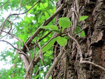 Waldgeißblatt (Lonicera periclymenum) im Schwetzinger Hardt