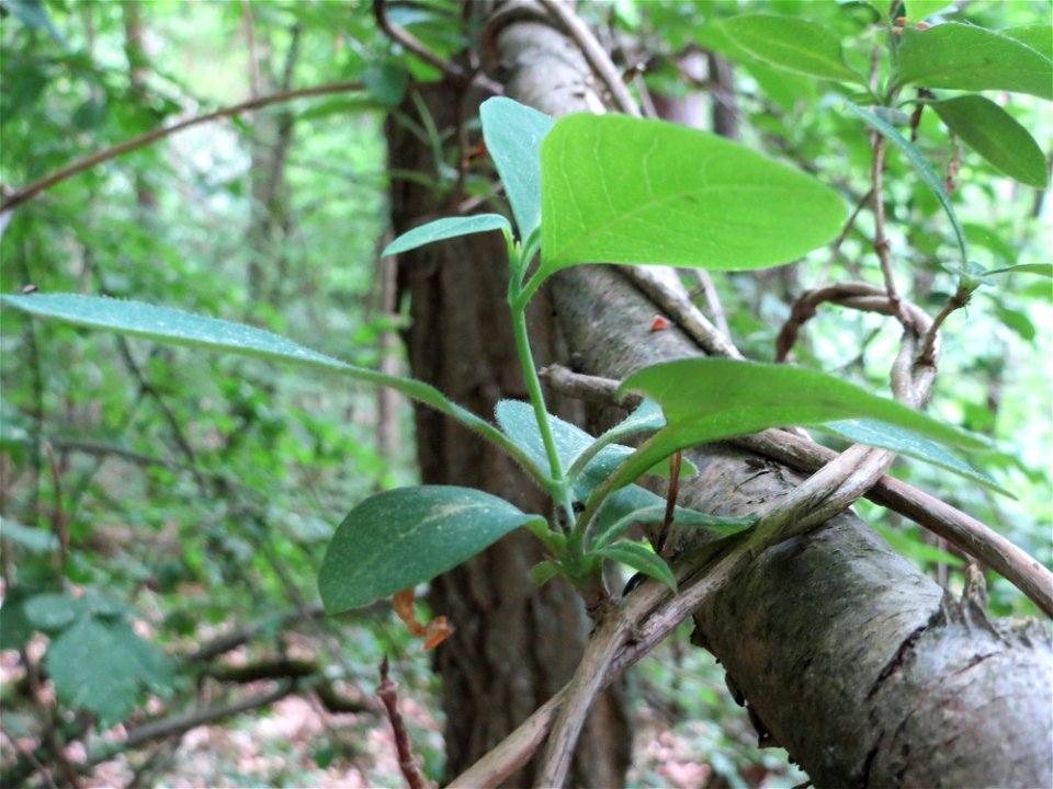 Waldgeißblatt (Lonicera periclymenum) im Schwetzinger Hardt