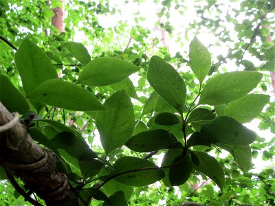 Waldgeißblatt (Lonicera periclymenum) im Schwetzinger Hardt