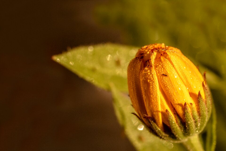 Drip orange blossom