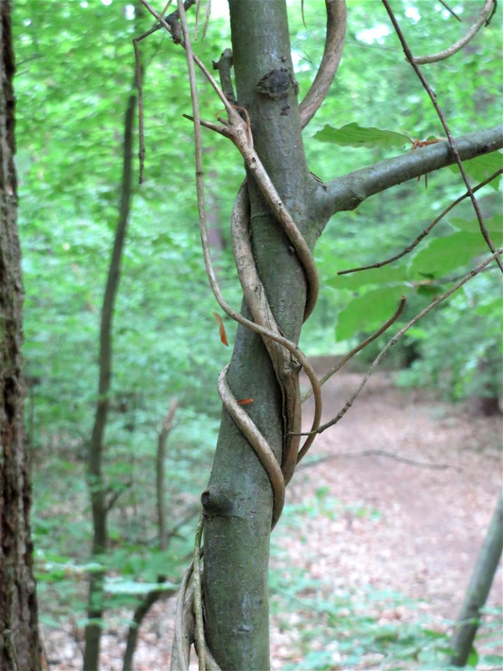Waldgeißblatt (Lonicera periclymenum) im Schwetzinger Hardt