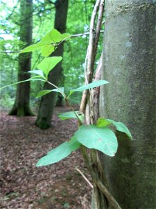 Waldgeißblatt (Lonicera periclymenum) im Wald bei Brebach