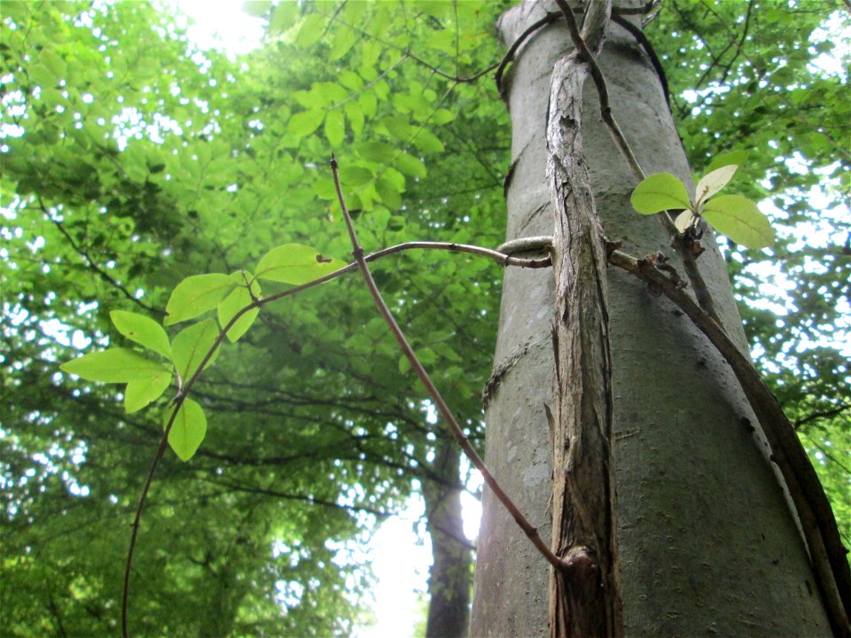 Waldgeißblatt (Lonicera periclymenum) im Wald bei Brebach