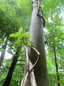 Waldgeißblatt (Lonicera periclymenum) im Wald bei Brebach